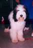 bearded collie Dewey in Daybar photo
