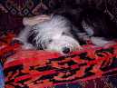 bearded collie Dewey on the sofa
