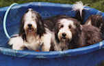 bearded collie Dewey with a friend
