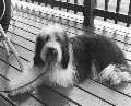 bearded collie Dewey on Al's deck