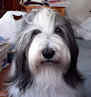 bearded collie Dewey says hi