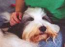 bearded collie Dewey on Jeannie's lap
