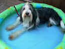 bearded collie Dewey in the pool