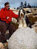 bearded collie Dewey on a rock