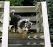 bearded collie Dewey mastering steep stairs