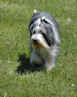 bearded collie Dewey in 2009