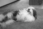bearded collie Deway rolling on the floor